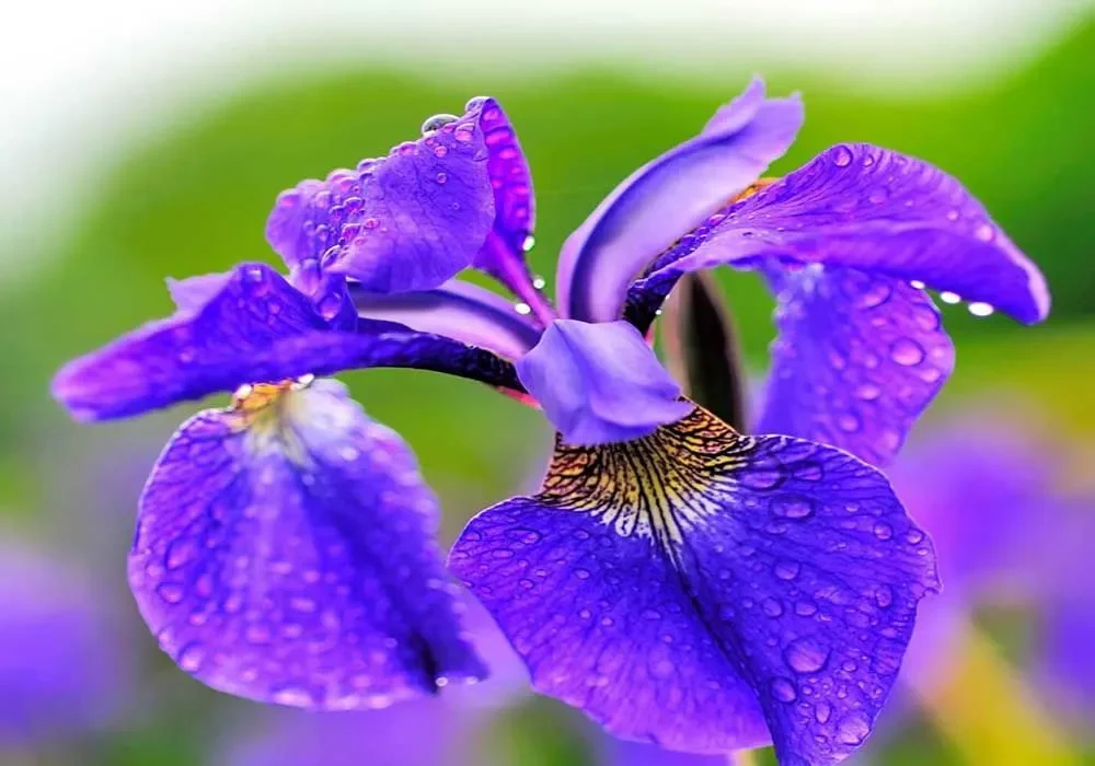Ý nghĩa chung của hoa diên vỹ