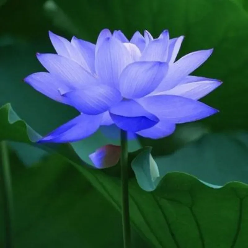 Ý nghĩa tổng quan của hoa sen xanh