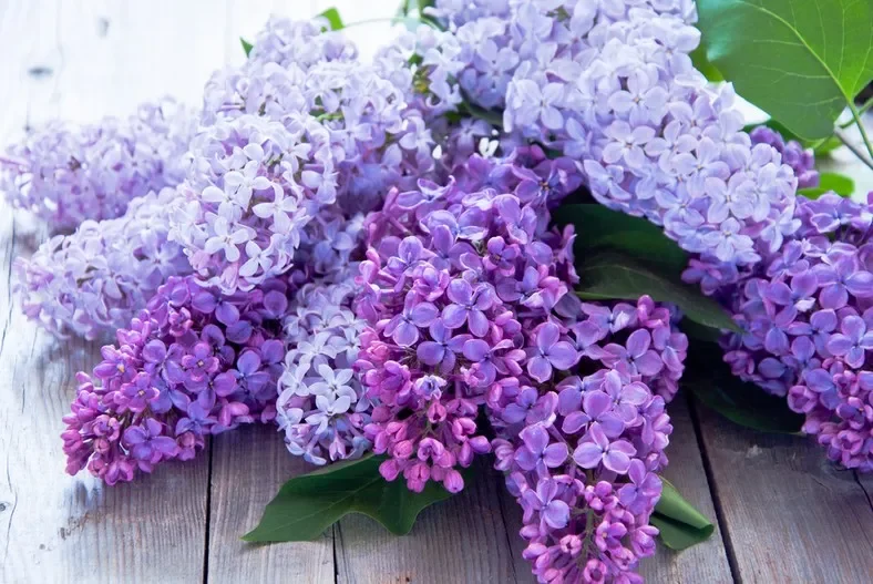 Ý Nghĩa Hoa Tử Đinh Hương: Biểu Tượng Của Tình Yêu Đầu Đời Và Nhaững Thông Điệp Ẩn Chứa