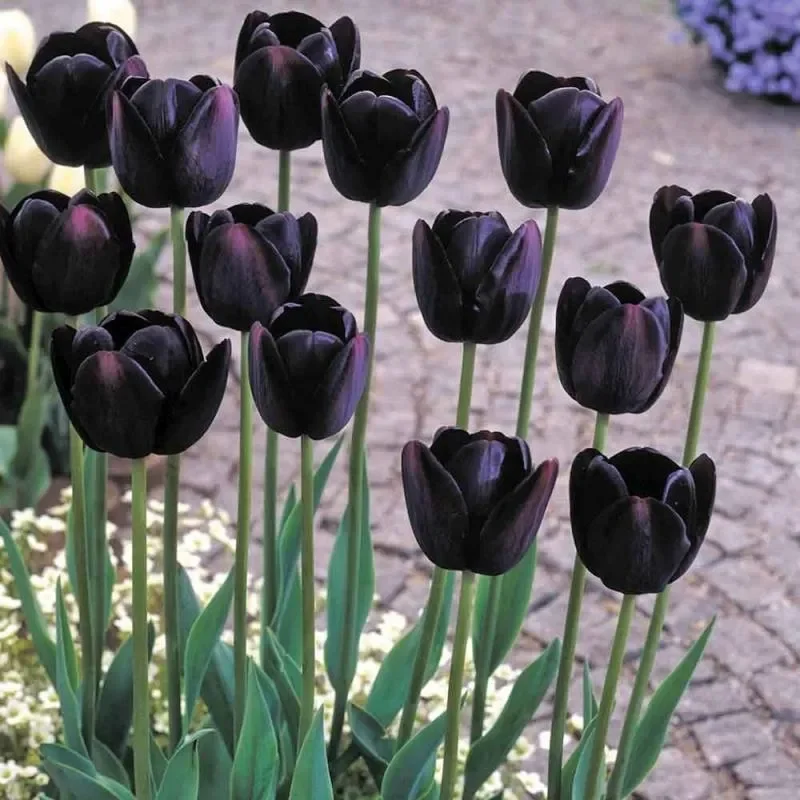 Ý nghĩa chung của hoa tulip đen