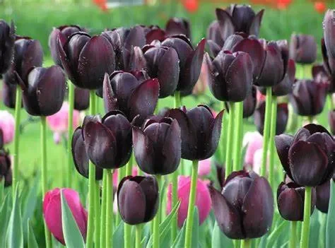 Ý Nghĩa Hoa Tulip Đen: Biểu Tượng Của Sự Bí Ẩn Và Tình Yêu Sâu Sắc